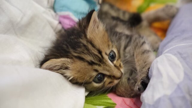 Tiny one-month-old kitten with striking blue eyes is nestled comfortably on a soft bed. Morning sunlight bathing kitten in a warm glow. Warmth, innocence, tranquility. Beloved pet, small friend