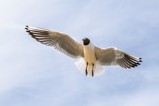 Black-headed Gull, Chroicocephalus ridibundus, bird in flight, England, Europe	