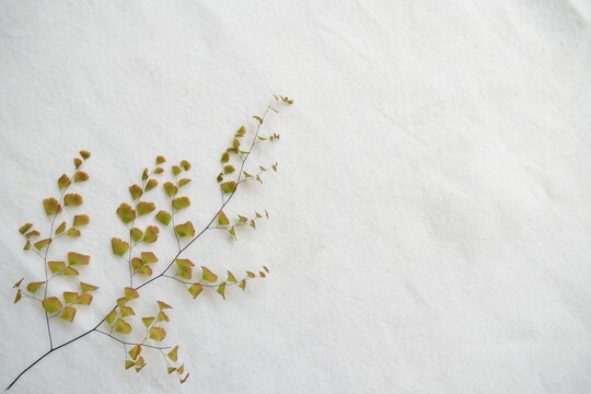 Maidenhair Fern (Adiantum), a popular houseplant known for its delicate, lacy fronds. Close-up of bright with visible veins and natural texture, captured in soft light on a white background.