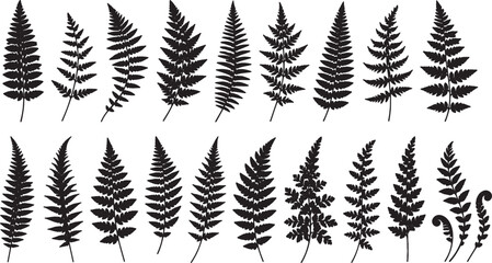 black silhouettes of various fern leaves on white background © LaxmiRani