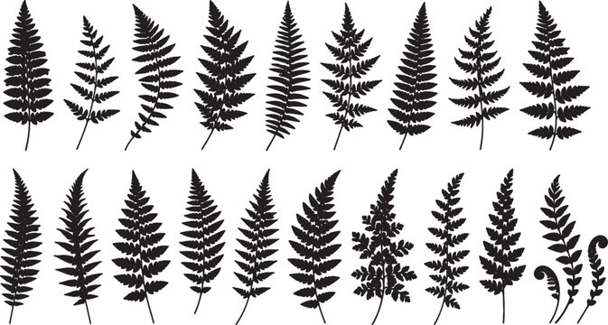 black silhouettes of various fern leaves on white background
