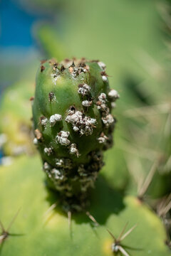 Nuevo brote de nopal densamente cubierto por insectos cochinilla escama