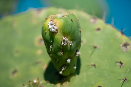 Brote joven de nopal con insectos cochinilla emergiendo de la paleta