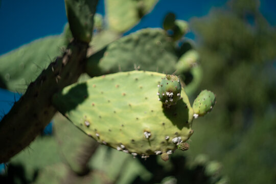 Paleta de nopal con paletas j&oacute;venes e insectos cochinilla contra cielo azul