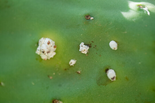 M&uacute;ltiples colonias de cochinilla sobre paleta de nopal, textura primer plano