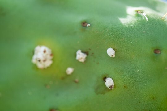 Insectos cochinilla dispersos sobre superficie de paleta de nopal, macro extremo