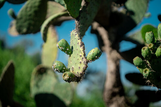 Paletas de nopal contra cielo azul despejado en granja de cochinilla