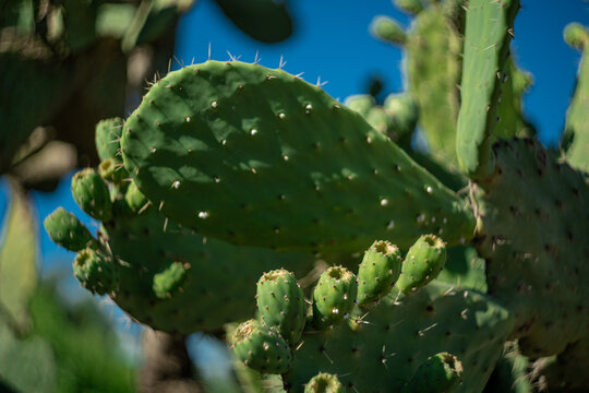 Paletas de nopal con nuevos brotes creciendo contra cielo azul