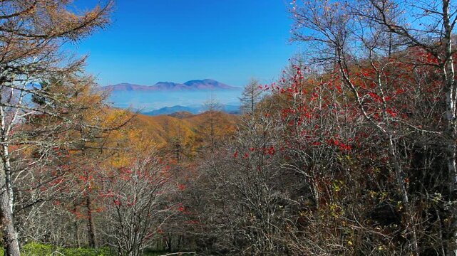 秋の美ヶ原高原のナナカマドと浅間山