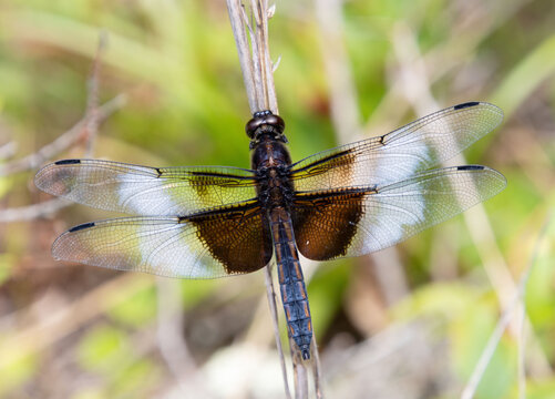 Widow Skimmer dragonfly cloudy sky brown blue male closeup wing details