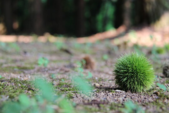 苔むした地面の上にポツンと落ちている鮮やかな緑色のイガ栗