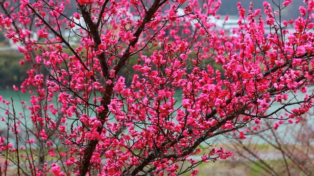 紅梅咲くろうかく梅園とろうかく湖