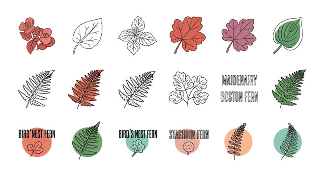 Autumn Leaves Collection: Hand-Drawn Botanical Illustrations and Abstract Designs