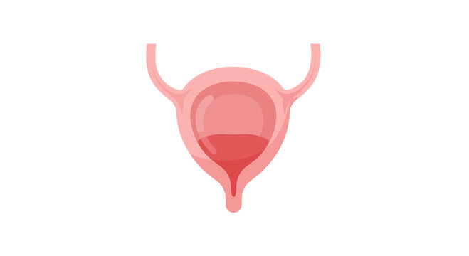 Human Urinary Bladder Anatomy Illustration - Medical Science