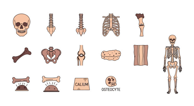 Human Skeleton Anatomy Icons: Skull, Spine, Ribs, Pelvis, Bones, Joints, Osteocyte