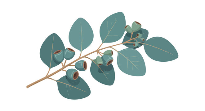 Eucalyptus Branch with Green Blue Leaves and Gumnuts Australian Botanical Flora Illustration Isolated