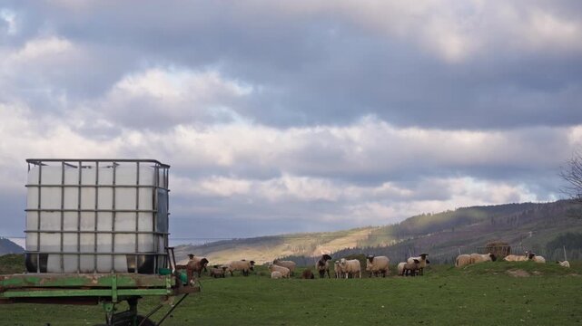 Intermediate Bulk Container mounted on a farm trailer in a sheep pasture. Livestock graze across the meadow while clouds drift slowly above rolling hills in a rural farming landscape.