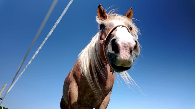 Low-angle medium shot looking up at a brown horse's head, highlighting its nostrils, facial features, and flowing blonde mane. Detailed equine portrait in outdoor farm setting.