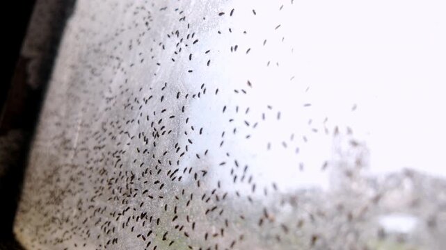 Close-up footage of numerous small insects clustering on a glass surface. Suitable for themes of infestation, seasonal insects, pest activity, and natural behavior.