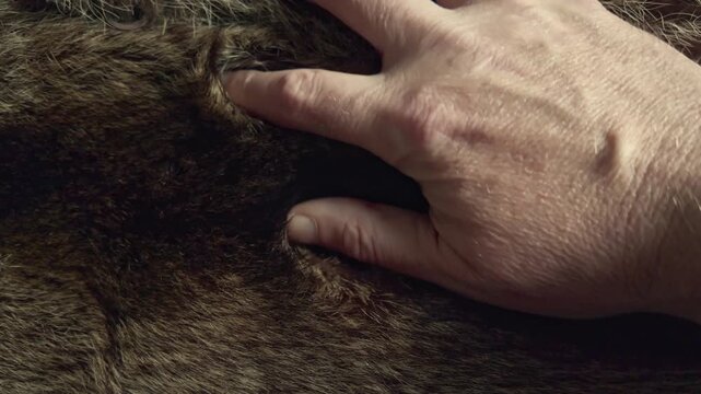 Close-up of a hand gliding across soft fur, highlighting texture, comfort, and sensory connection. Ideal for ethical fashion, faux fur alternatives, luxury textiles, and sustainability themes.