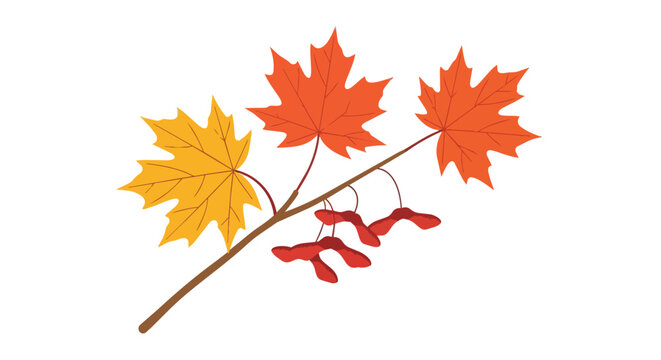 Vibrant Autumn Maple Tree Branch Featuring Colorful Orange and Yellow Fall Foliage Leaves and Seeds