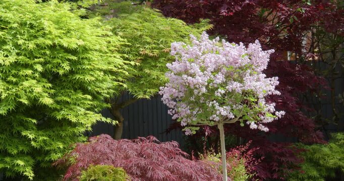 Right of frame shot of a flowers of syringa palibin lilac with acers trees in back ground