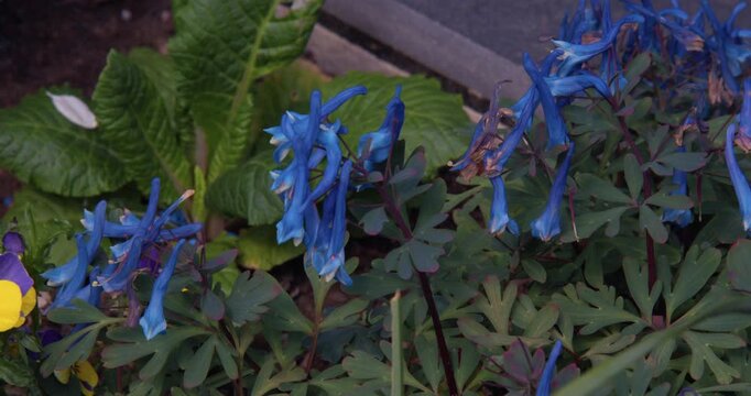 Mid Shot of Corydalis blue heron flowers. in a UK garden