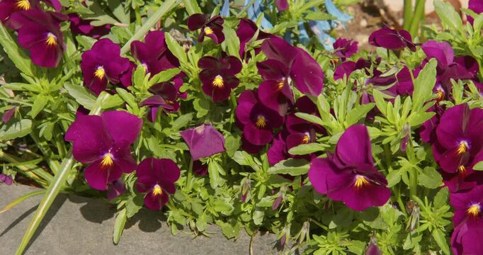 Shot of Violas in flower. Sorbet carmine rose, in a UK garden