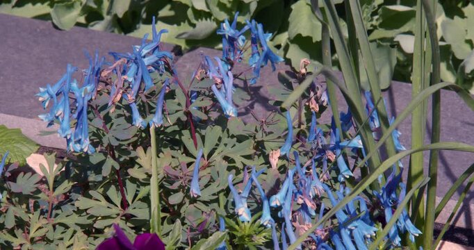 Shot of Corydalis blue heron flowers. in a UK garden