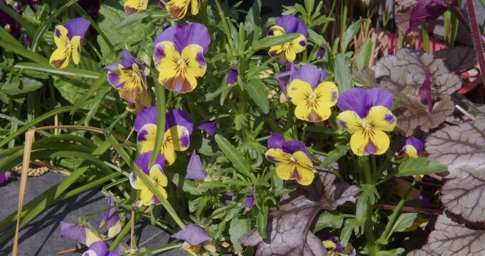Shot of Violas in flower. bel viso, bicolour, purple yellow, in a UK garden