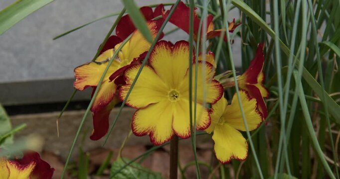Polyanthus firecracker in flower in a UK garden