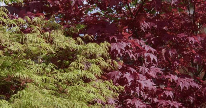Shot of male and female Acer trees green and red in a UK garden