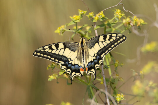 Un gran ejemplar de Mariposa Papilio macha&oacute;n