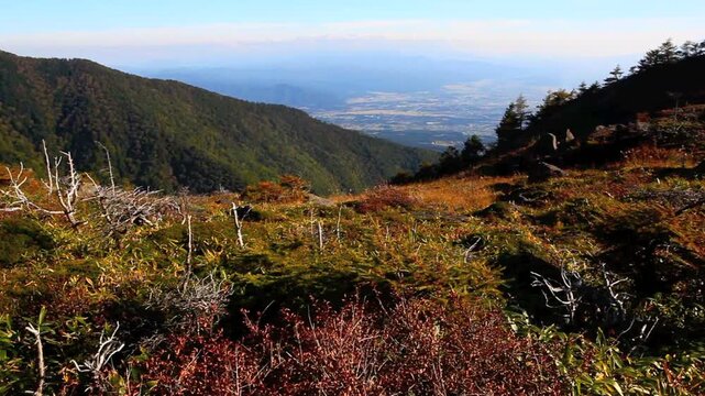 池の平湿原の秋草と嬬恋村の町並み