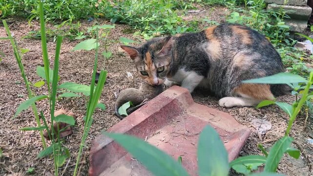 Close-up of a calico cat holding a captured rat in the garden, natural predator instinct.
