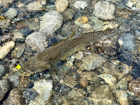 Dolly Varden or Bull Trout in water with lure in its mouth after be caught. Fish was released unharmed and never removed from the water. Catch and release practice