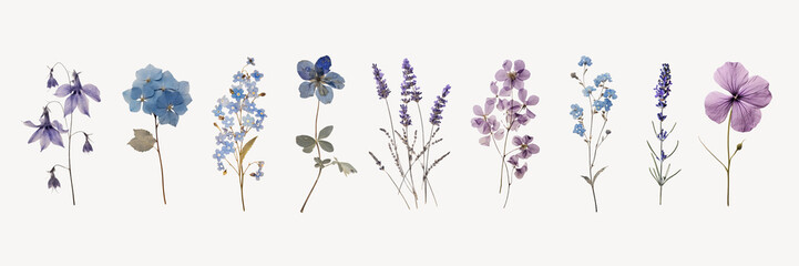 Fototapeta premium Dried flower cut out element set