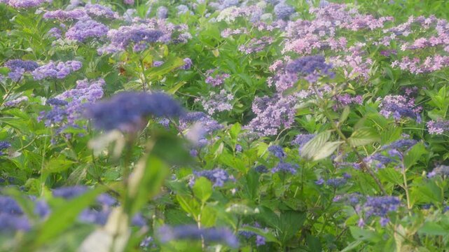 相模原北公園のアジサイ