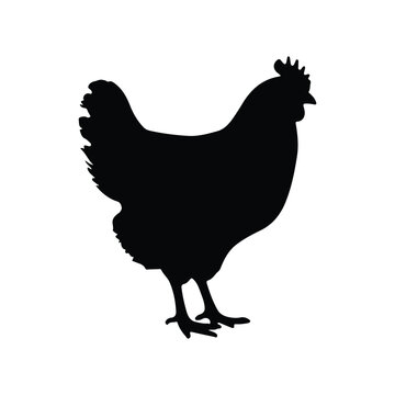 Hen silhouette isolated on white background