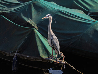 Obraz premium Grey Heron Ardea Cinerea Perched On Moored Boat