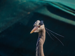 Obraz premium Grey Heron Looking Fiercely Forward