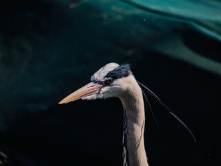 Obraz premium Grey Heron Looking To The Right