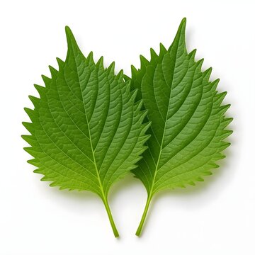 Fresh green shiso leaves isolated on white background, raw perilla mint leaf Japanese culinary herb organic ingredient