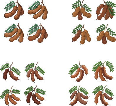 A collection of illustrations depicting tamarind fruit pods and green leaves showcasing tropical healthy food ingredients