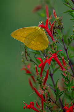 Flame Acanthus and Phoebus Agarithe butterfly