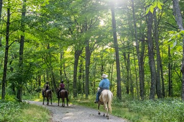 Fototapeta premium horse riding in the forest