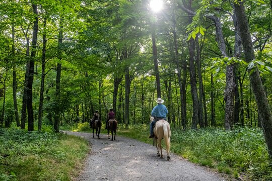 horse riding in the forest