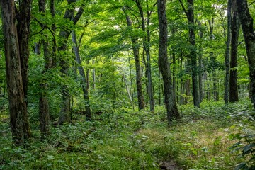 Fototapeta premium forest