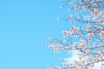 青空を背景に優雅に咲き誇る満開の桜の枝先 © yao-mi93