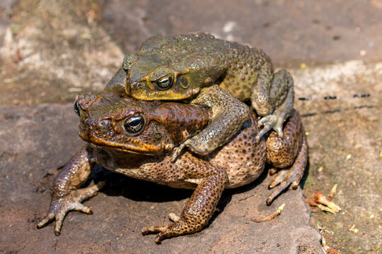 Pair of amplexing Cane Toads, Australian invasive species